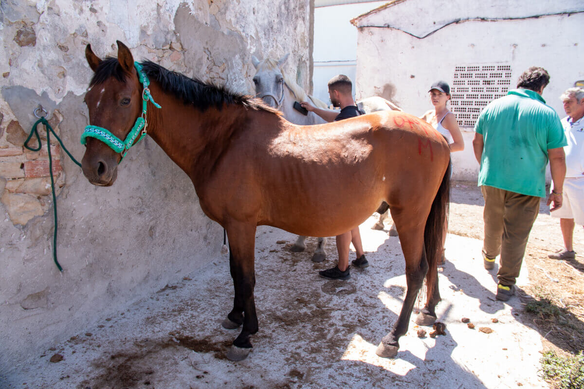 Horse In need - Organisation
