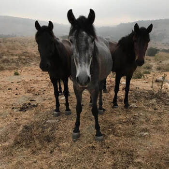 Horse In need - Organisation